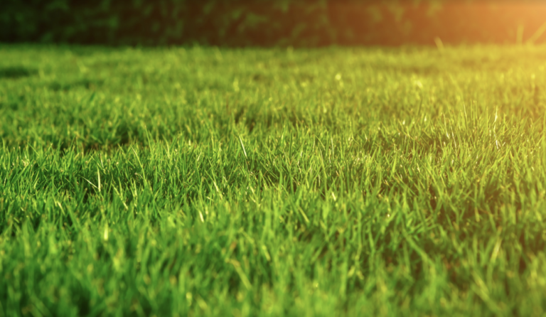 Lawn Care Services | sunlight on lawn