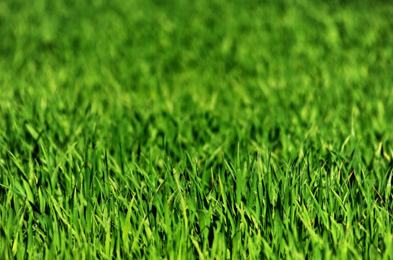Green, thick, and healthy lawn - perfect example for what beginner lawn care can look like