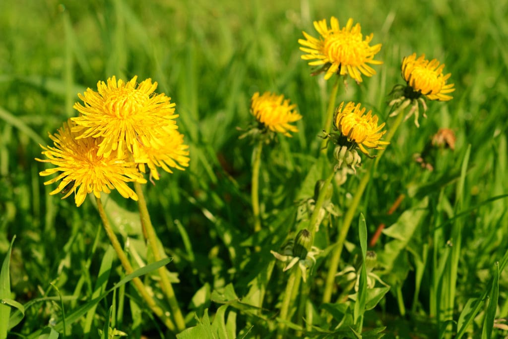 Weed Control & Dandelions: How to remove weeds and dandelions from your yard