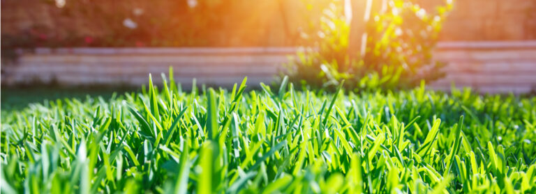 Lawn in Springtime