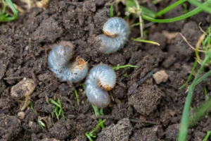 Lawn grubs