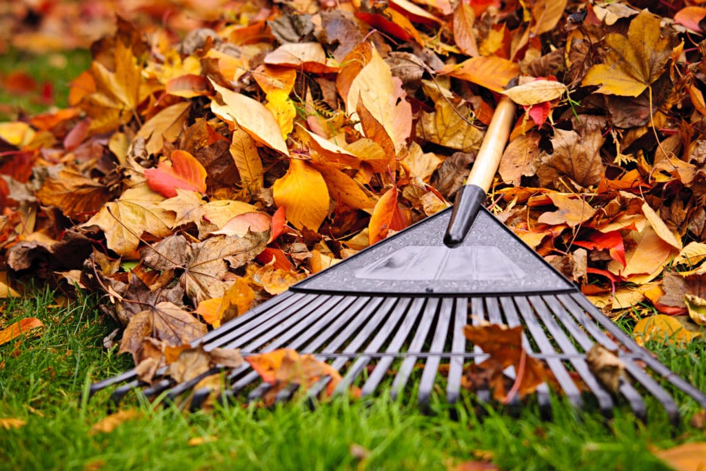 Best way to rake leaves