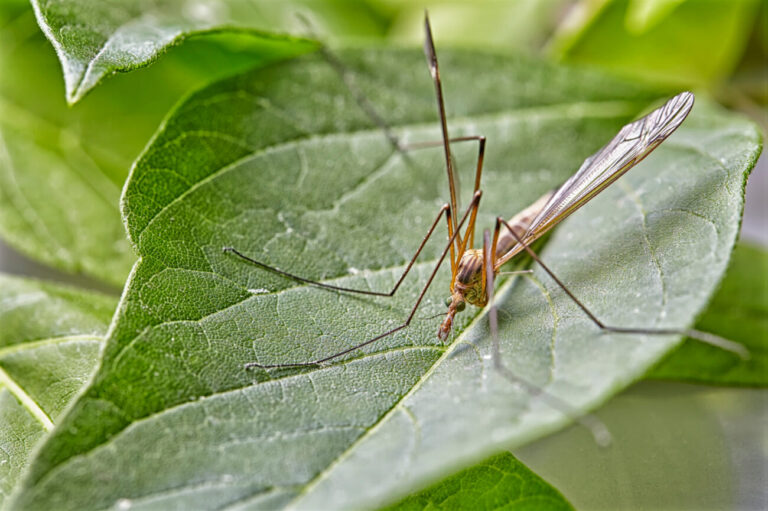Insect: Cranefly