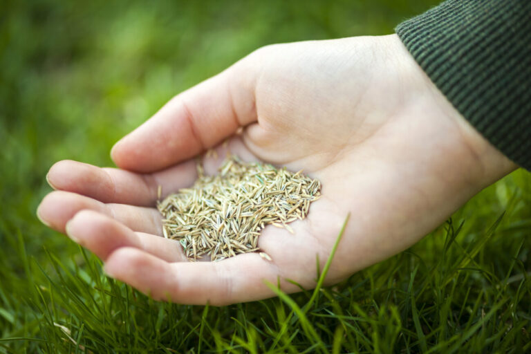 How to seed your lawn