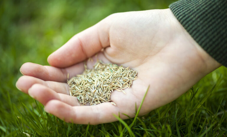 How to seed your lawn