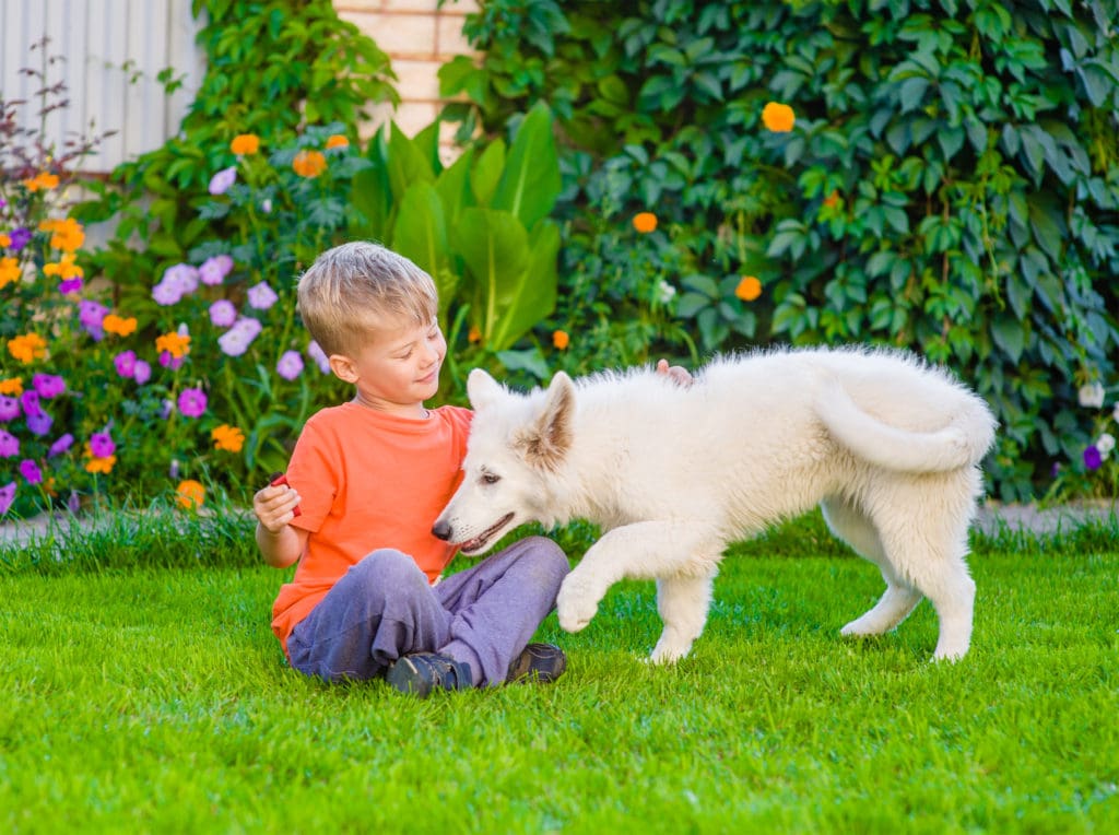 Boy petting dog on a beutiful lawn