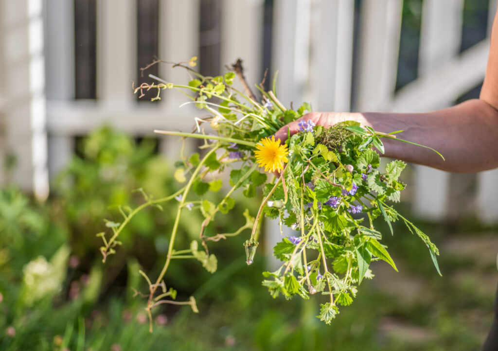 Grass Treatment for Weeds Made Easy Dr. Green Services