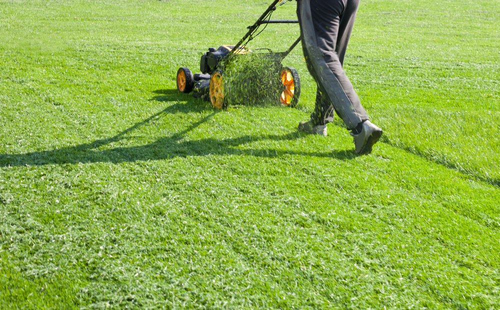 Overseeding and Fall aeration...lawn cutting service
