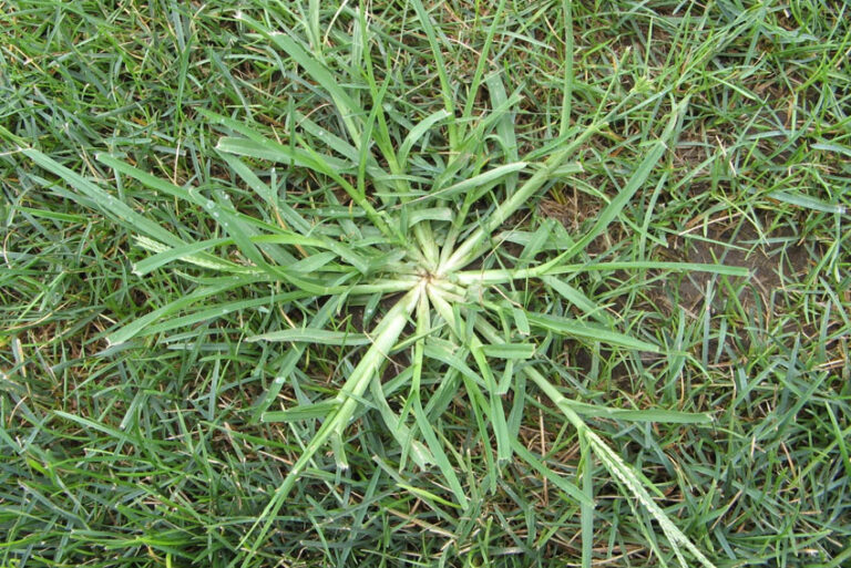 crabgrass and corn gluten