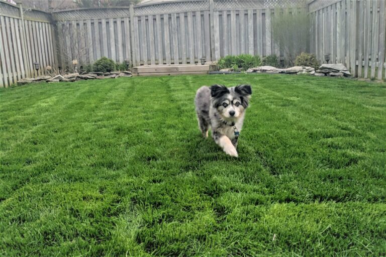 Nice lawn before a drought