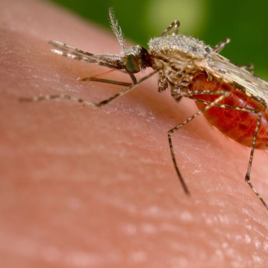 Anophelas-MO (The Anopheles mosquitoes that carry malaria.)