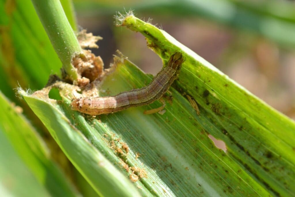Fall armyworms: What are they? The are brwon worms with