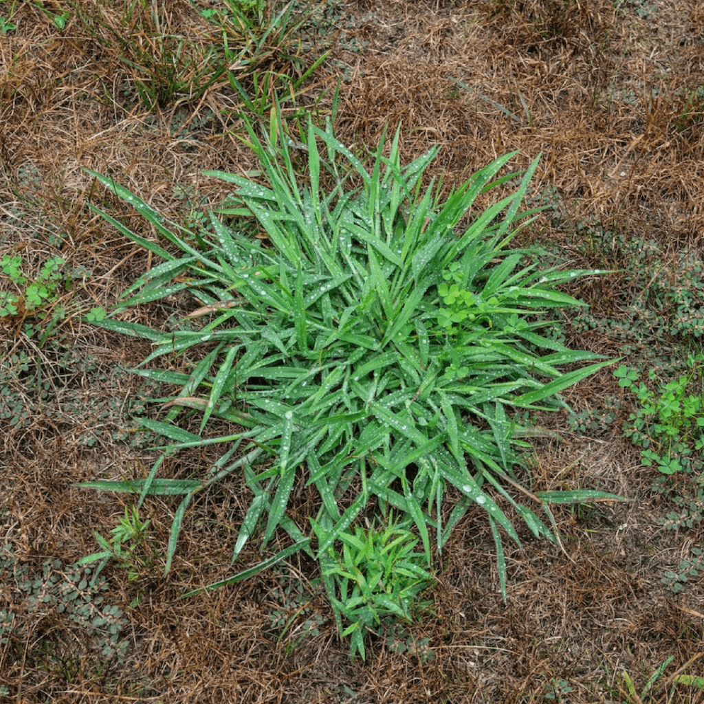 Common grassy weeds: Crabgrass