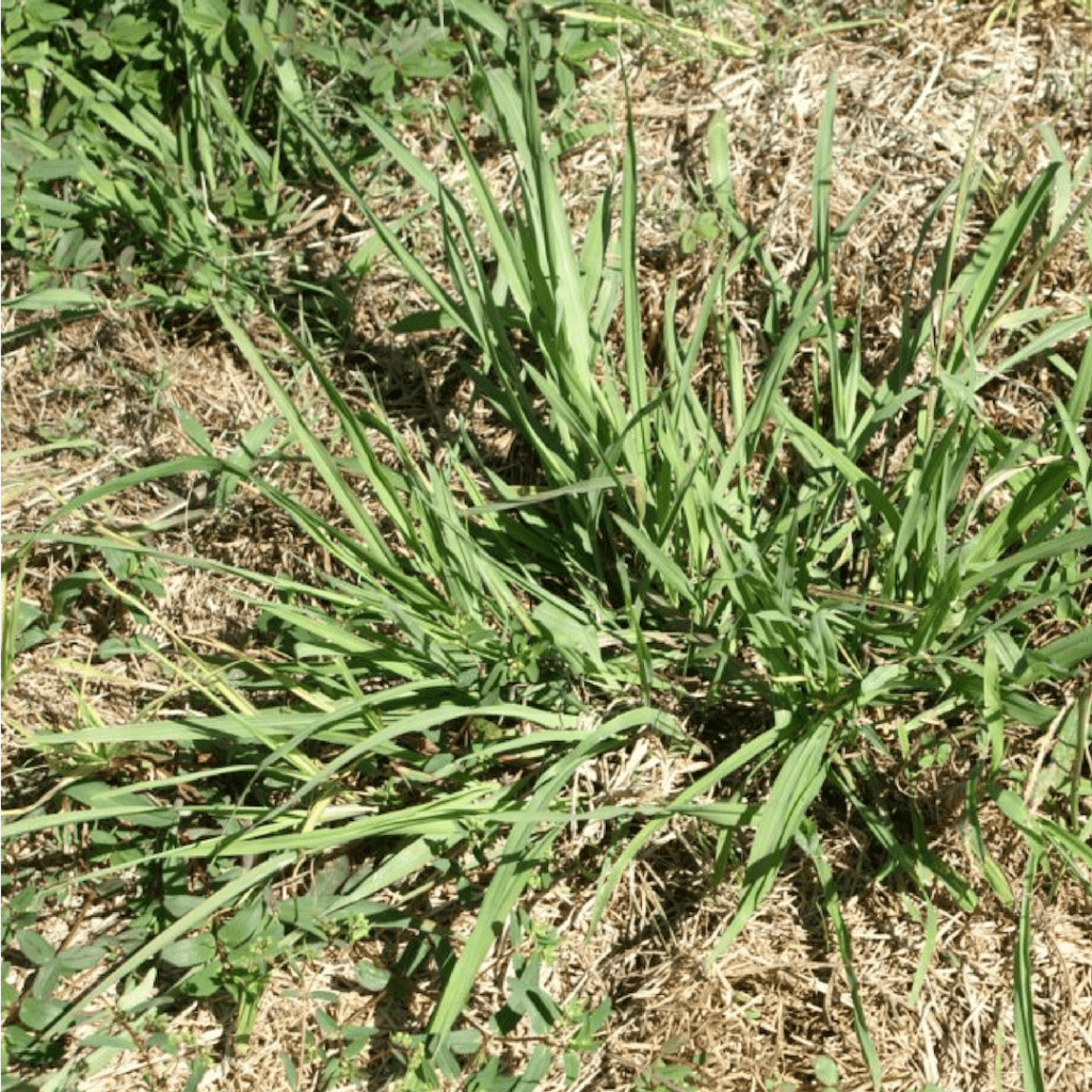 Common grassy weeds: Dali grass