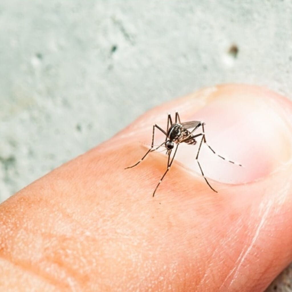 Mosquito Defense & Perimeter Pest Control...Small-MO-Aedes (Tiny Aedes mosquitoes that carry the Zika virus)