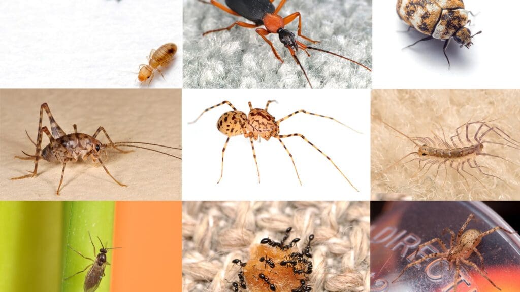 different examples of insects