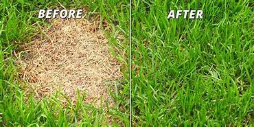 How To Repair A Lawn Patch