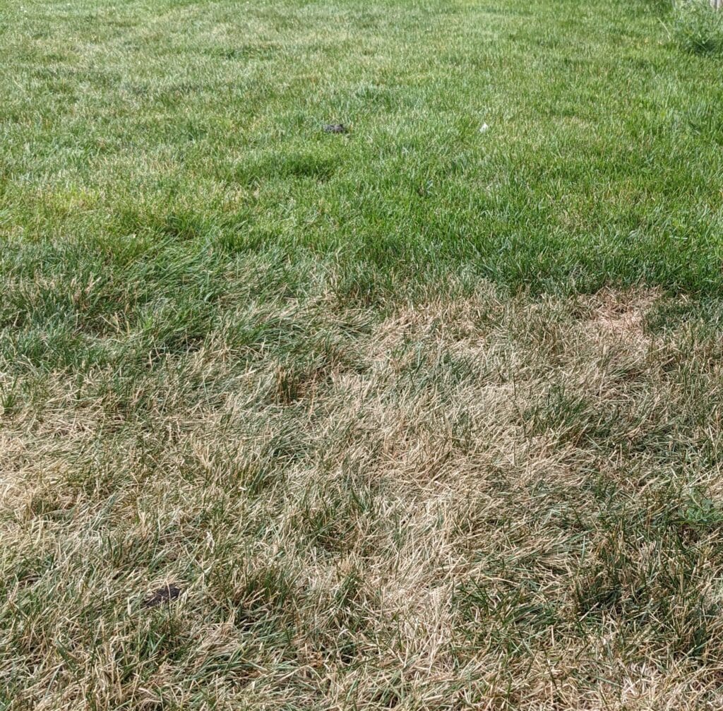 The Science Behind Lawn Watering Dr. Green Lawn Care Services