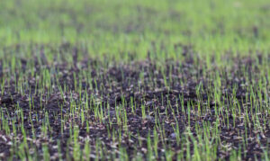 overseeding