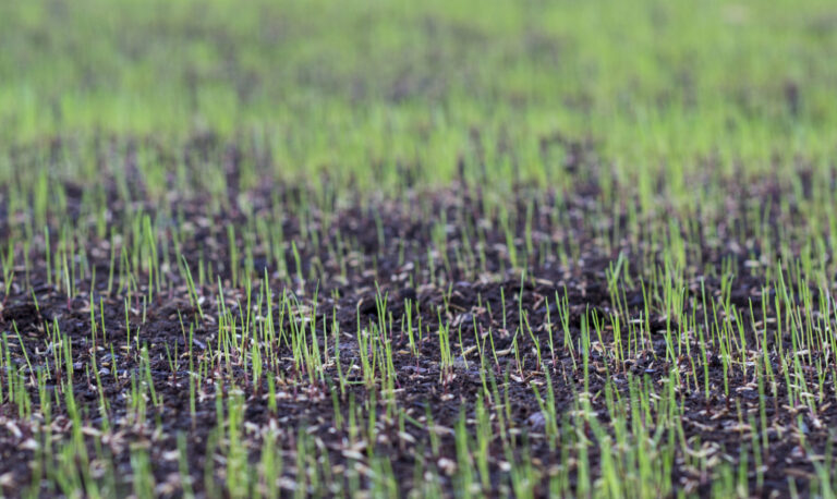 overseeding