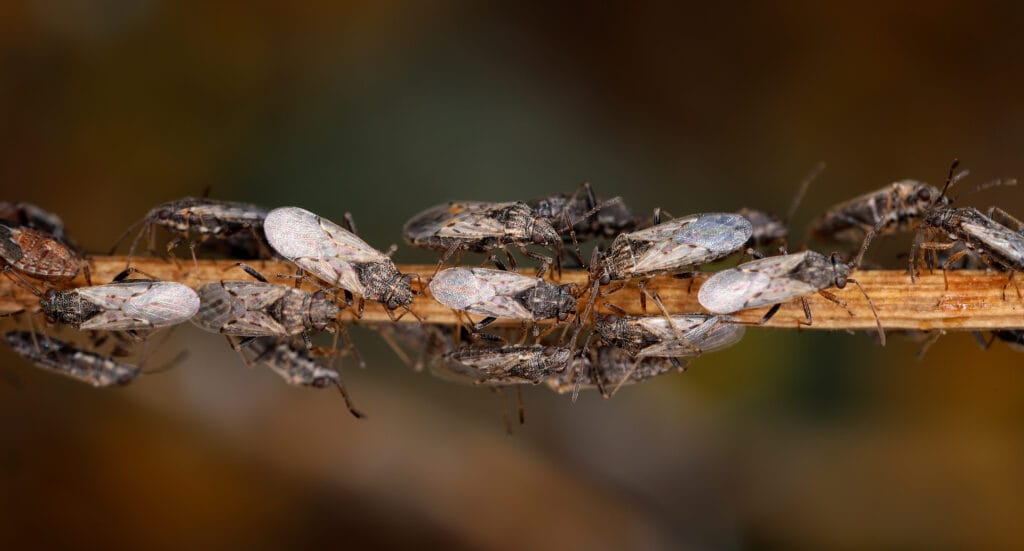 Oakville Lawn Insects Grub Control Chinch Bugs