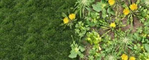 Weed control Service, war on weeds weeds in lawn