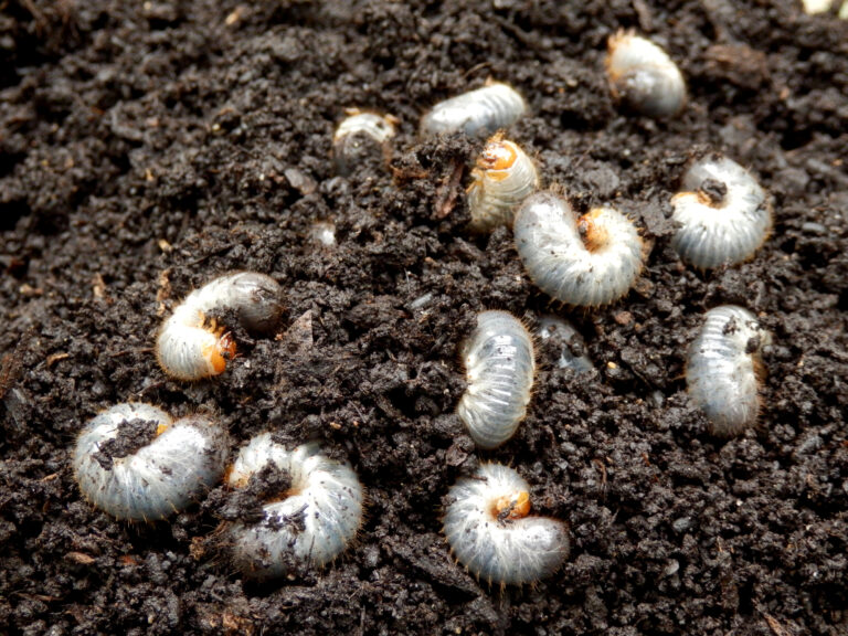 common lawn insects grubs