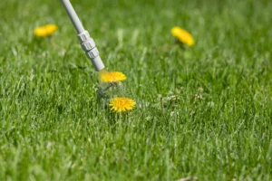 weed control service