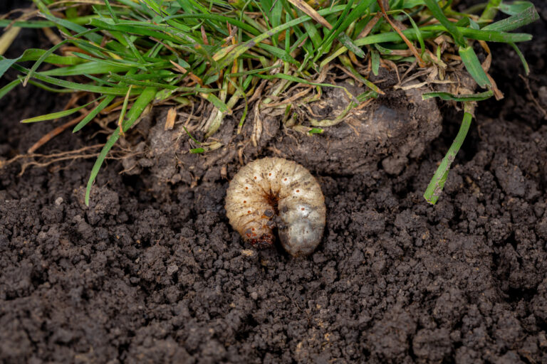 Milton grubs milton lawn insects