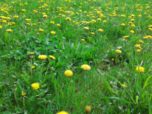 vaughan weed control