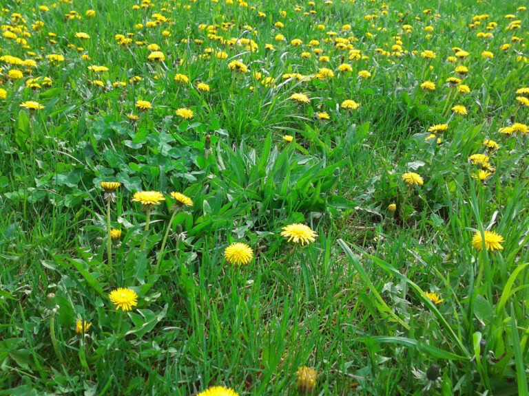 vaughan weed control