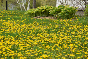 showing milton weed control is needed