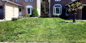 mississauga weed control