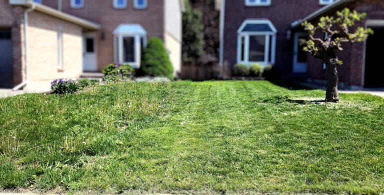 mississauga weed control