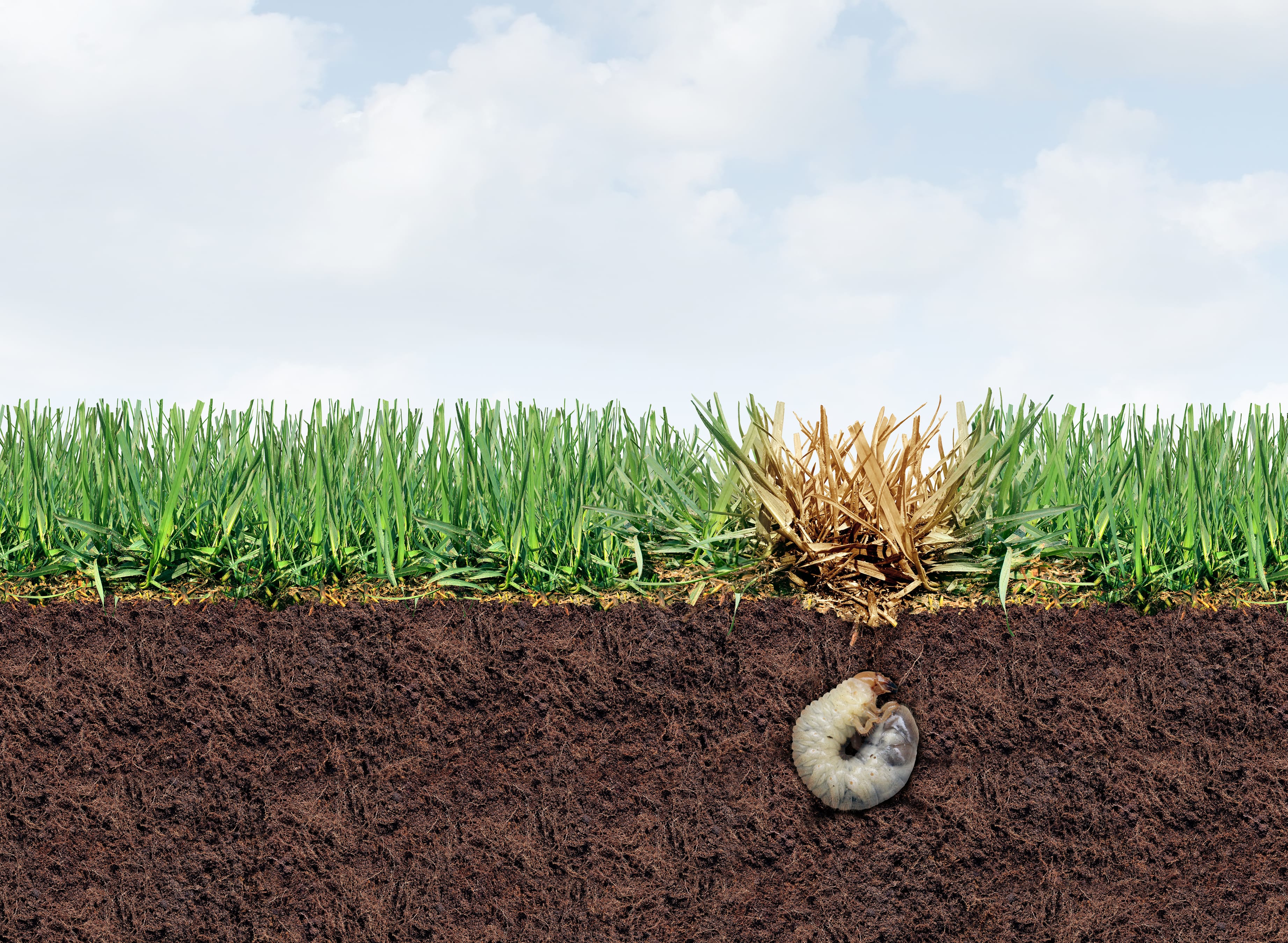 Lawn Grub Damage Lawn grub damage as chinch larva damaging grass roots causing a brown patch disease in the turf as a damaged Healthy Lawn representing gardening and landscaping.